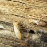 traitement-de-charpente-contre-les-termites